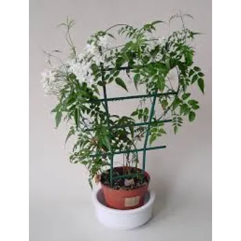 Super Jasmine Plants